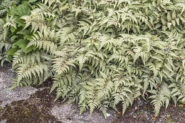 651099 - Japanese painted fern (Athyrium niponicum var. pictum)