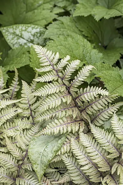651100 - Japanese painted fern (Athyrium niponicum var. pictum)