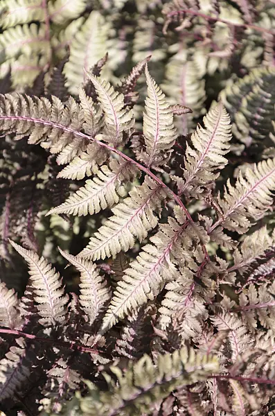 508200 - Japanese painted fern (Athyrium niponicum var. pictum 'Ursula's Red')