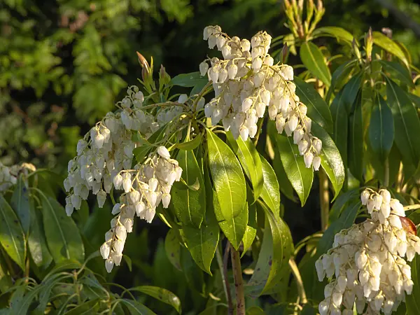 437118 - Japanese pieris (Pieris japonica)