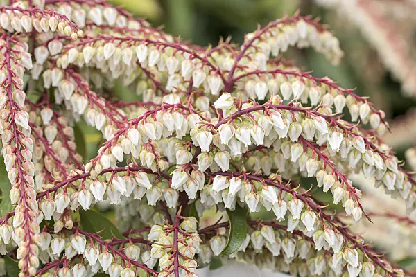 638182 - Japanese pieris (Pieris japonica 'Brouwers Beauty')