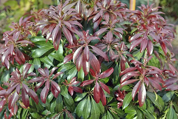 490107 - Japanese pieris (Pieris japonica 'Katsura')