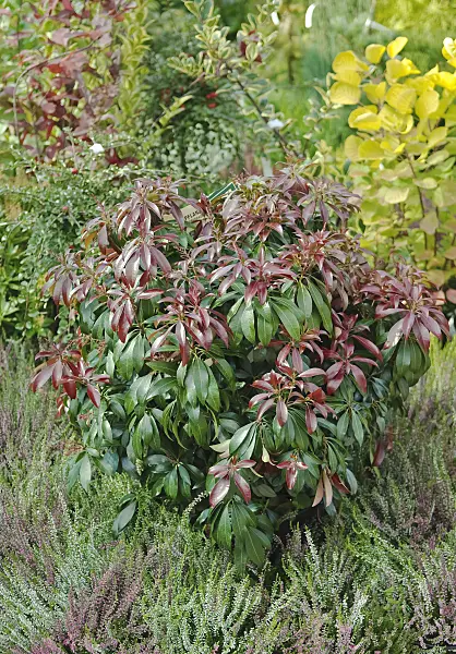 490108 - Japanese pieris (Pieris japonica 'Katsura')