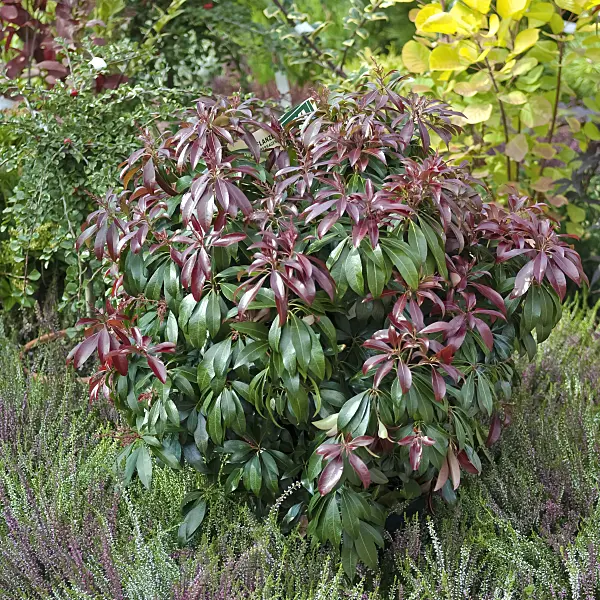 490109 - Japanese pieris (Pieris japonica 'Katsura')