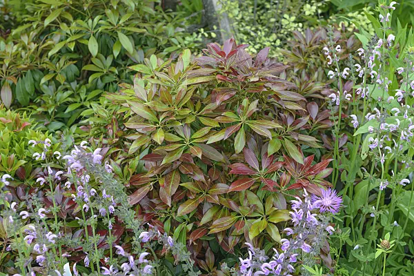 547217 - Japanese pieris (Pieris japonica 'Katsura')
