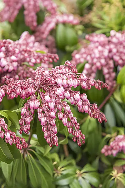 625312 - Japanese pieris (Pieris japonica 'Katsura')