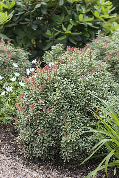 651433 - Japanese pieris (Pieris japonica 'Little Heath')