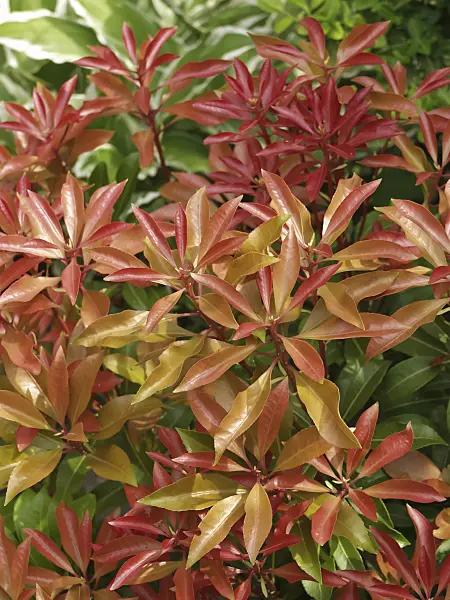 454044 - Japanese pieris (Pieris japonica 'Mountain Fire')