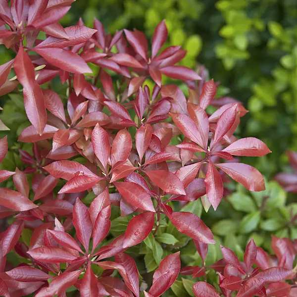 490110 - Japanese pieris (Pieris japonica 'Mountain Fire')