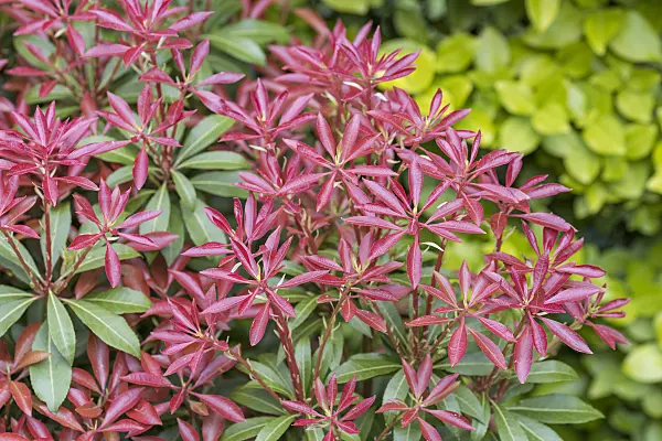 625313 - Japanese pieris (Pieris japonica 'Mountain Fire')