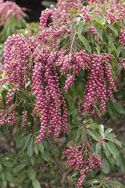 616284 - Japanese pieris (Pieris japonica 'Pink Passion')