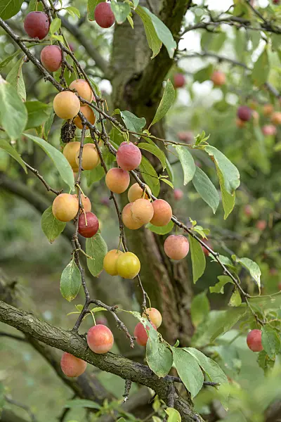 575284 - Japanese plum (Prunus salicina)