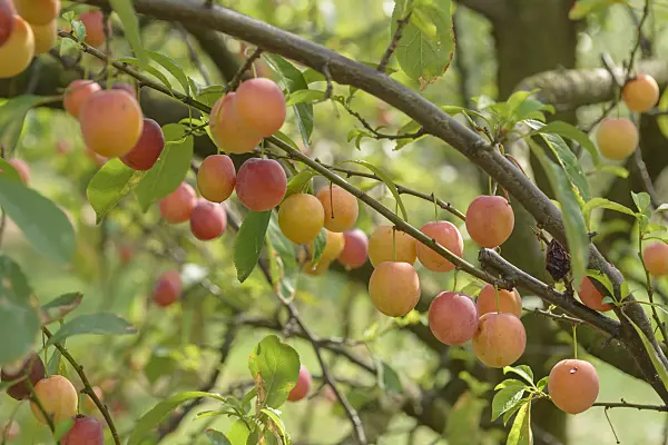 575285 - Japanese plum (Prunus salicina)