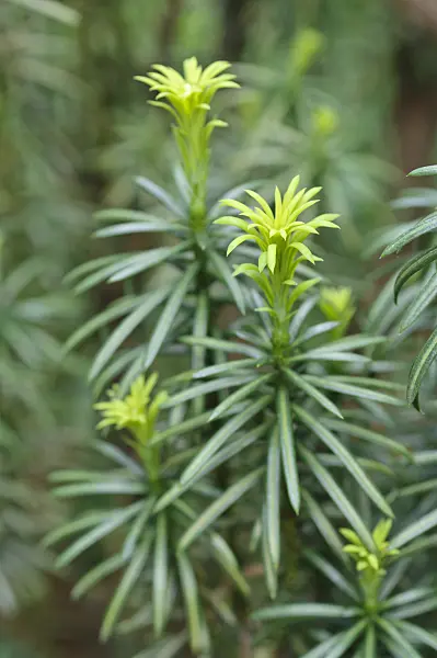 472136 - Japanese plum yew (Cephalotaxus harringtonia 'Fastigiata')