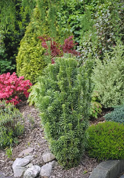 526090 - Japanese plum yew (Cephalotaxus harringtonia 'Fastigiata')