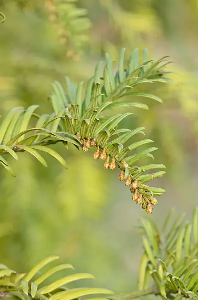 553057 - Japanese plum yew (Cephalotaxus harringtonia var. drupacea)