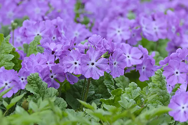 471249 - Japanese primrose (Primula sieboldii)