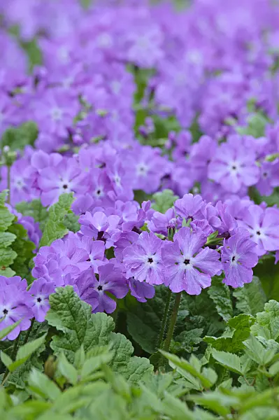 471250 - Japanese primrose (Primula sieboldii)