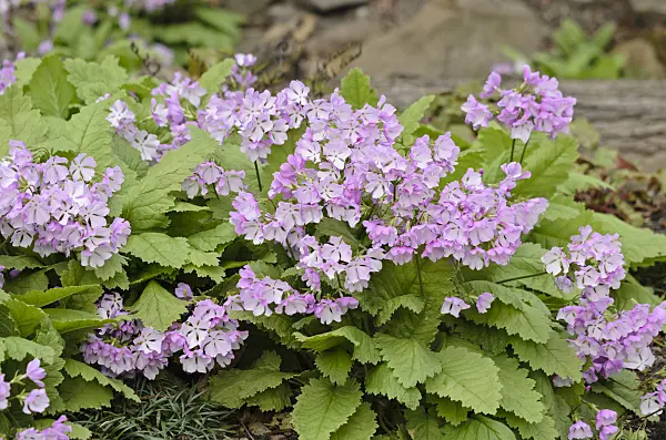 531133 - Japanese primrose (Primula sieboldii)