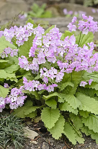 531134 - Japanese primrose (Primula sieboldii)