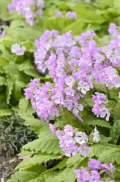 531135 - Japanese primrose (Primula sieboldii)