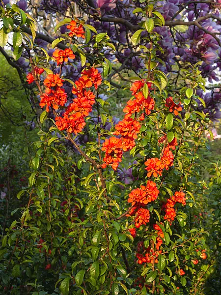 400159 - Japanese quince (Chaenomeles japonica)
