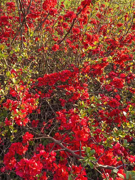 412024 - Japanese quince (Chaenomeles japonica)