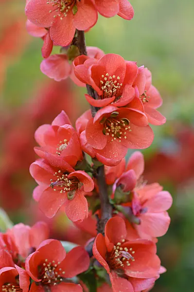 471172 - Japanese quince (Chaenomeles japonica)