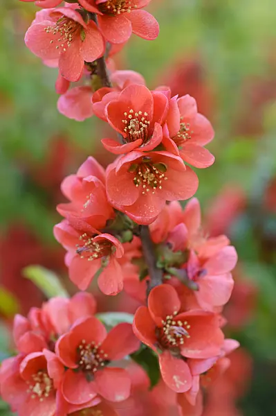 471173 - Japanese quince (Chaenomeles japonica)