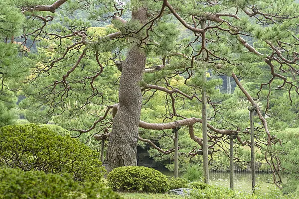 547219 - Japanese red pine (Pinus densiflora)
