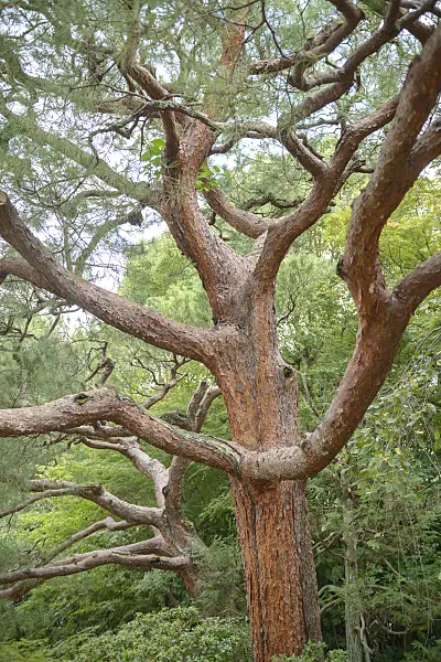 547221 - Japanese red pine (Pinus densiflora)