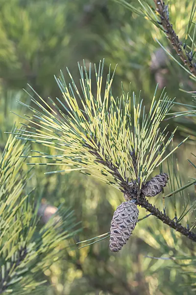 638189 - Japanese red pine (Pinus densiflora 'Oculus-Draconis')