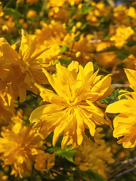 412050 - Japanese rose (Kerria japonica 'Pleniflora')