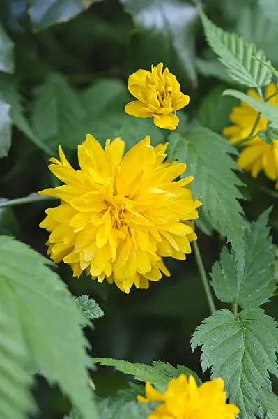 471252 - Japanese rose (Kerria japonica 'Pleniflora')