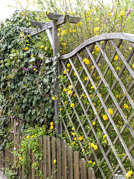 483335 - Japanese rose (Kerria japonica 'Pleniflora')