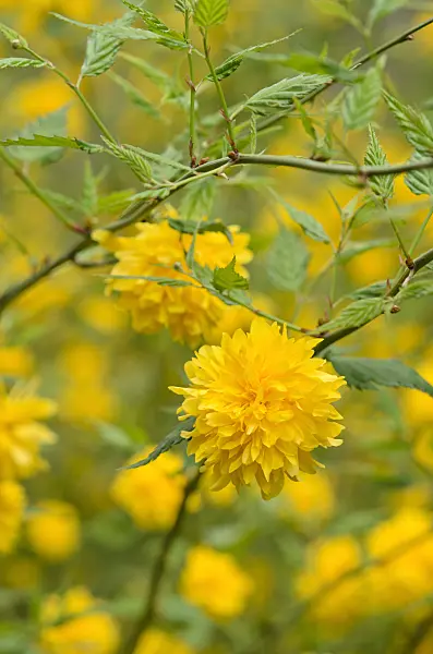 520095 - Japanese rose (Kerria japonica 'Pleniflora')