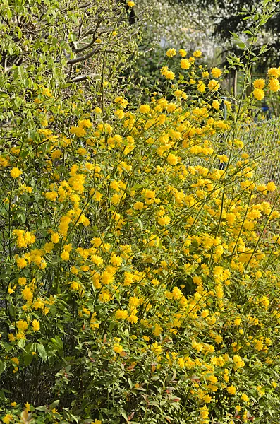 531083 - Japanese rose (Kerria japonica 'Pleniflora')