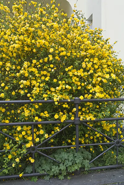 543028 - Japanese rose (Kerria japonica 'Pleniflora')