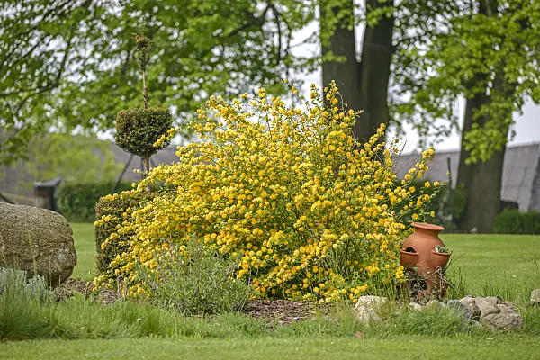 558129 - Japanese rose (Kerria japonica 'Pleniflora')