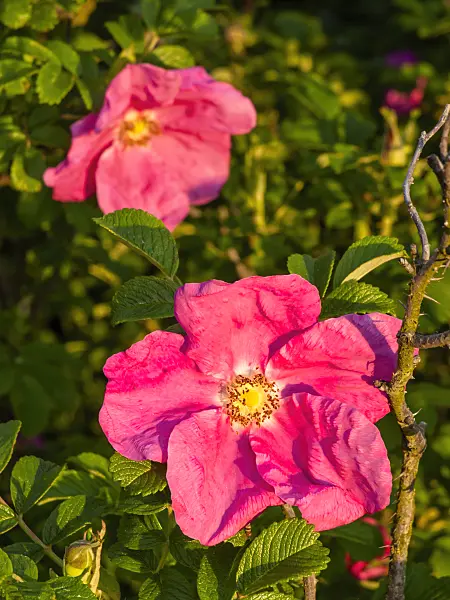 425068 - Japanese rose (Rosa rugosa)