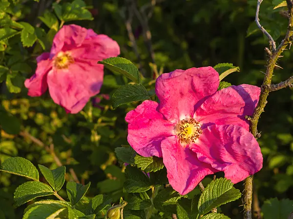 425069 - Japanese rose (Rosa rugosa)