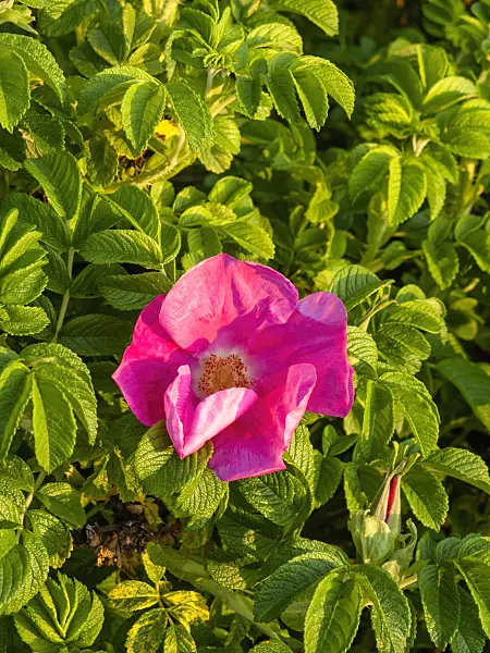 460118 - Japanese rose (Rosa rugosa)