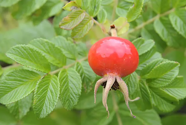 475294 - Japanese rose (Rosa rugosa)