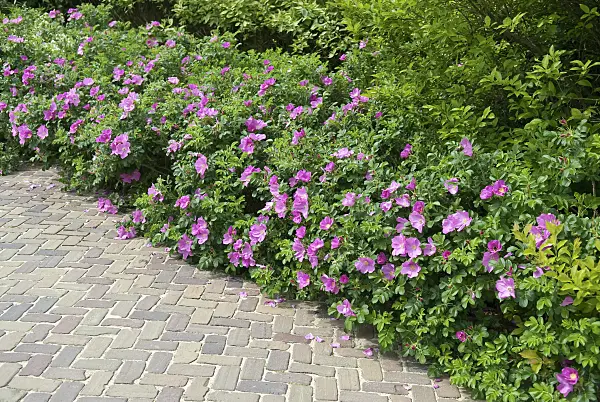 502418 - Japanese rose (Rosa rugosa)