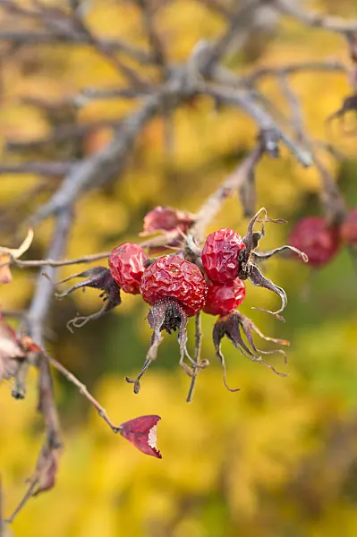 513004 - Japanese rose (Rosa rugosa)