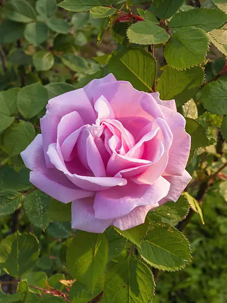 401264 - Japanese rose (Rosa rugosa 'Conrad Ferdinand Meyer')