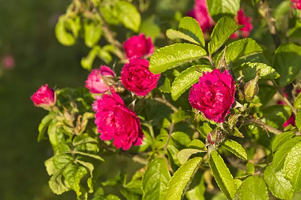 509067 - Japanese rose (Rosa rugosa 'F. J. Grootendorst')