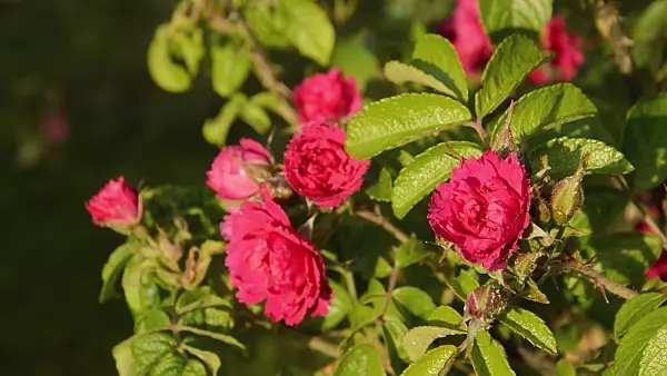 509074 - Japanese rose (Rosa rugosa 'F. J. Grootendorst')