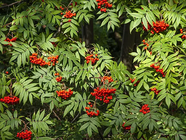 442092 - Japanese rowan (Sorbus commixta)
