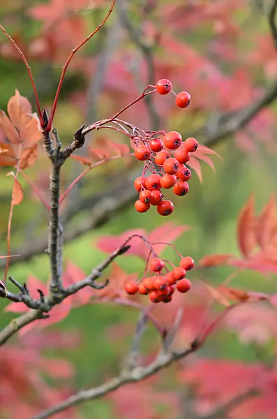 524218 - Japanese rowan (Sorbus commixta)